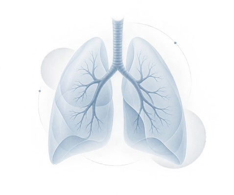 Medical illustration of the lungs and bronchial tree